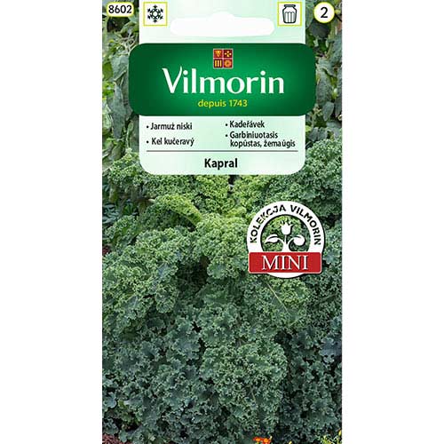 Jarmuż Kapral niski Vilmorin interface.image 1 interface.art 77716