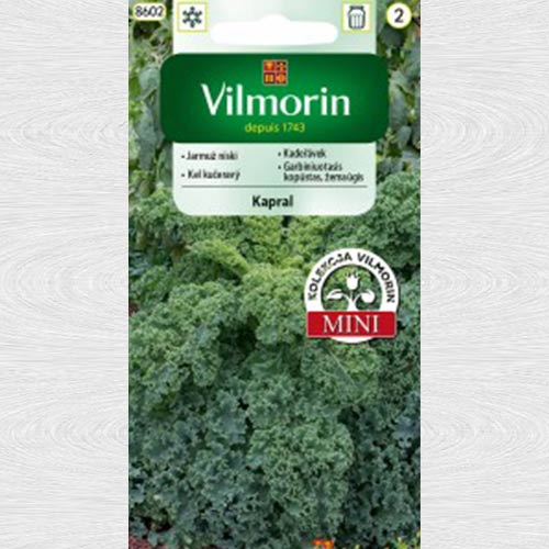 Jarmuż niski Kapral interface.image 1 interface.art 69726