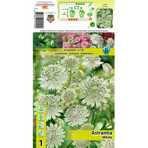 Jarzmianka większa (Astrantia) White interface.image 1 interface.art 70350
