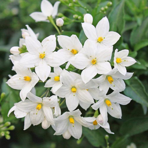 Jaśmin Grandiflora interface.image 1 interface.art 2527