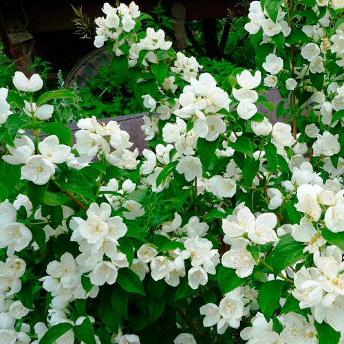 Jaśmin Grandiflora interface.image 3 interface.art 2527