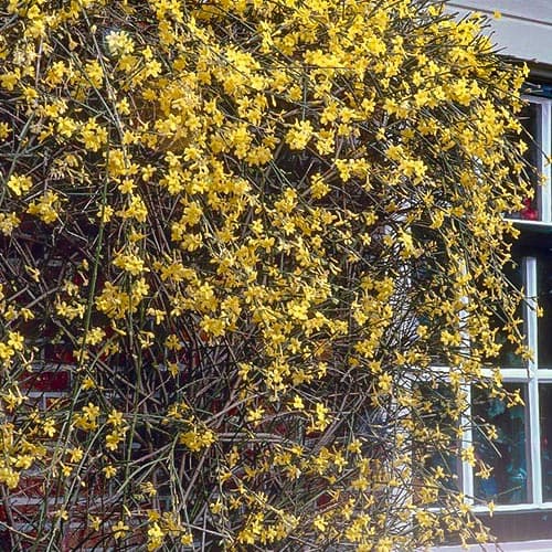 Jaśmin nagokwiatowy interface.image 1 interface.art 76698