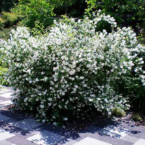 Jaśminowiec Dame Blanche interface.image 1 interface.art 4465