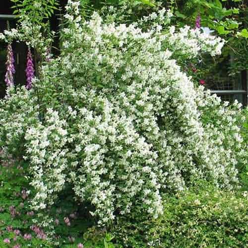 Jaśminowiec Lemoinei interface.image 1 interface.art 4786