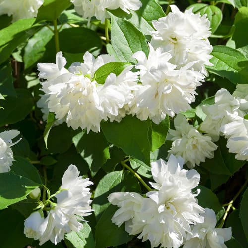 Jaśminowiec Manteau d'Hermine interface.image 1 interface.art 2038