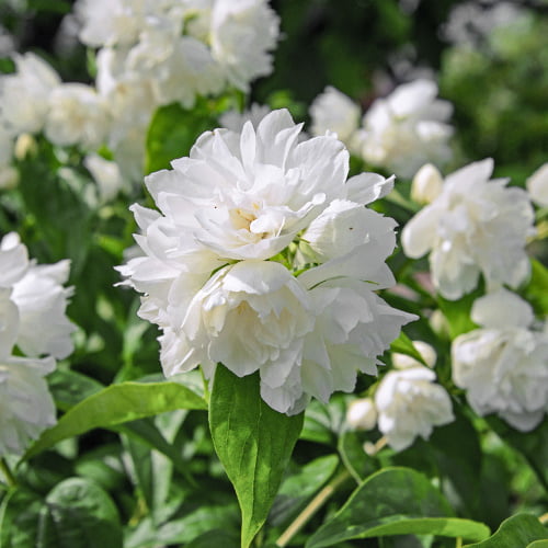 Jaśminowiec Minesota Snowflake interface.image 1 interface.art 2039