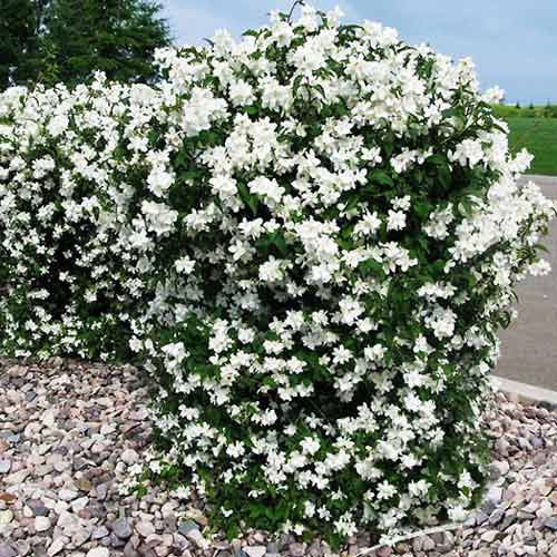 Jaśminowiec Minnesota Snowflake interface.image 1 interface.art 4466