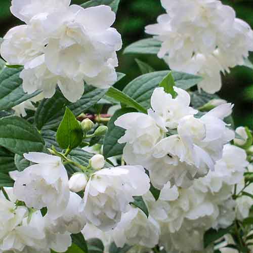 Jaśminowiec Rosace interface.image 1 interface.art 4788