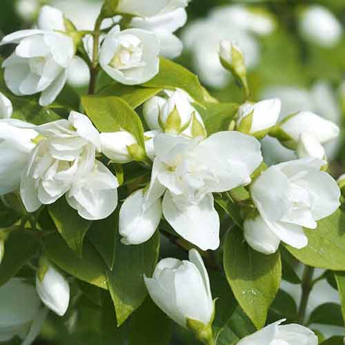 Jaśminowiec Virginal interface.image 1 interface.art 4787