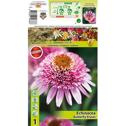 Jeżówka Butterfly Kisses interface.image 1 interface.art 77833