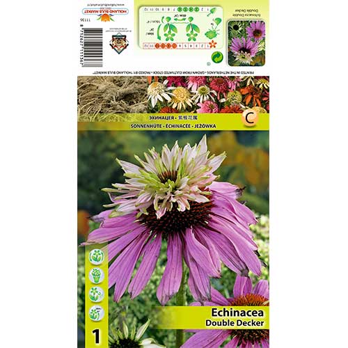 Jeżówka (Echinacea) Double Decker interface.image 1 interface.art 70386