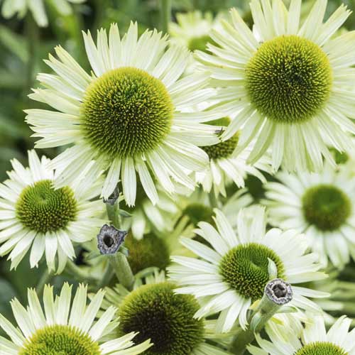 Jeżówka (Echinacea) Green Jewel, С3 interface.art zdjęcie 1 Jeżówka (Echinacea) Green Jewel, С3 interface.image 1 interface.art 8527