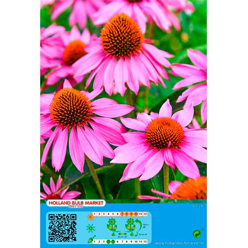 Jeżówka purpurowa Pink interface.art zdjęcie 1 Jeżówka purpurowa Pink interface.image 1 interface.art 76435
