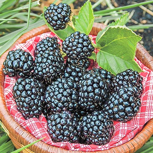 Jeżyna Arapaho interface.image 1 interface.art 7691