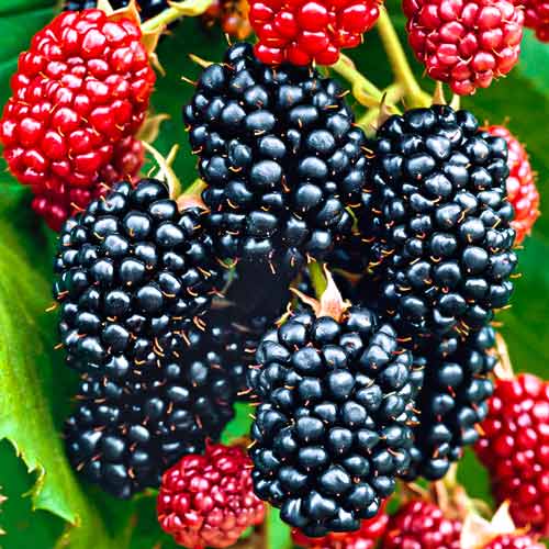 Jeżyna Big Maks XXL interface.image 1 interface.art 7500