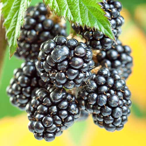 Jeżyna Gigant, Р9 interface.image 1 interface.art 7506