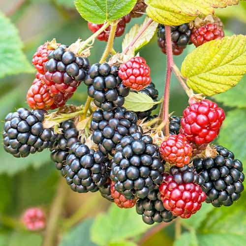 Jeżyna Navaho interface.image 1 interface.art 7504