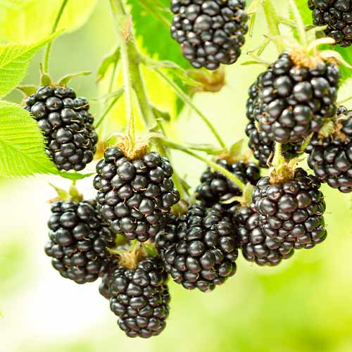 Jeżyna Black Satin, Р9 interface.image 1 interface.art 7692