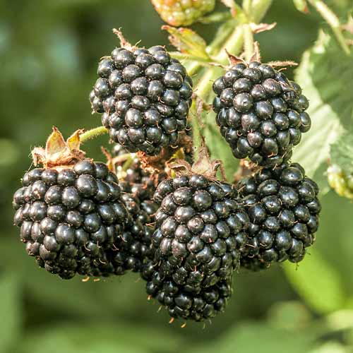 Jeżyna Chester interface.art zdjęcie 1 Jeżyna Chester interface.image 1 interface.art 7612