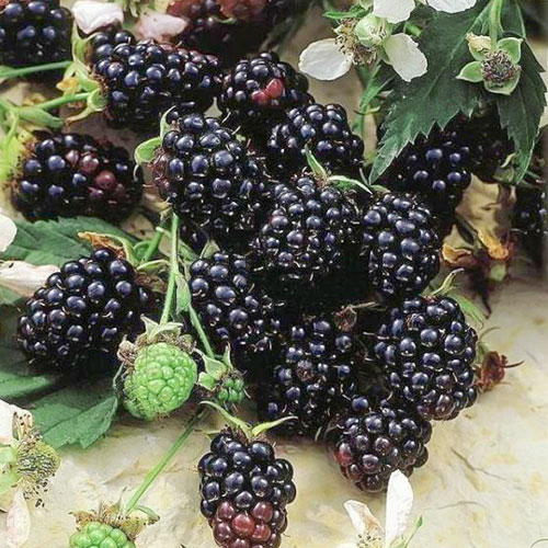 Jeżyna Evergreen interface.image 1 interface.art 7048