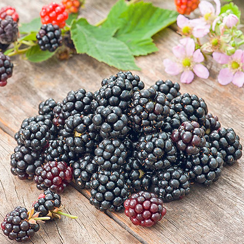 Jeżyna Gurgator interface.art zdjęcie 1 Jeżyna Gurgator interface.image 1 interface.art 7693