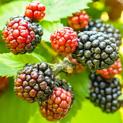 Jeżyna Tricolor interface.image 1 interface.art 5835