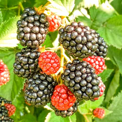 Jeżyna Triple Crown interface.image 1 interface.art 8020