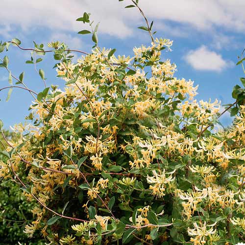 Wiciokrzew pomorski Graham Thomas interface.image 2 interface.art 2428