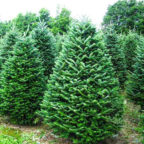 Jodła Frasera interface.art zdjęcie 1 Jodła Frasera interface.image 1 interface.art 9416