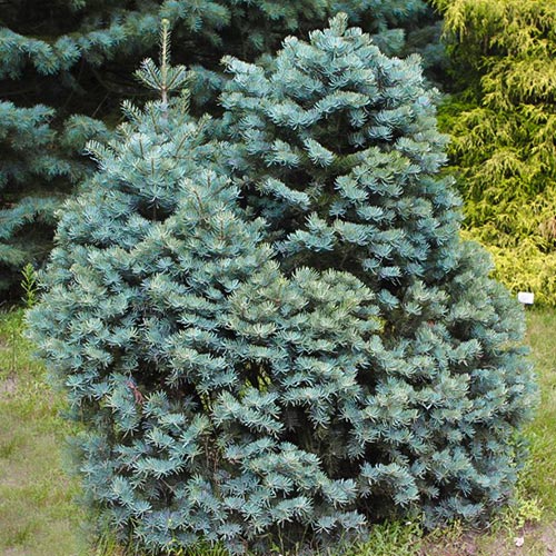 Jodła kalifornijska interface.art zdjęcie 1 Jodła kalifornijska interface.image 1 interface.art 9454