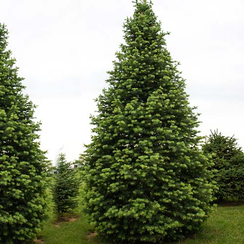 Jodła kaukaska Ambrolauri Tlugi interface.art zdjęcie 1 Jodła kaukaska Ambrolauri Tlugi interface.image 1 interface.art 9417