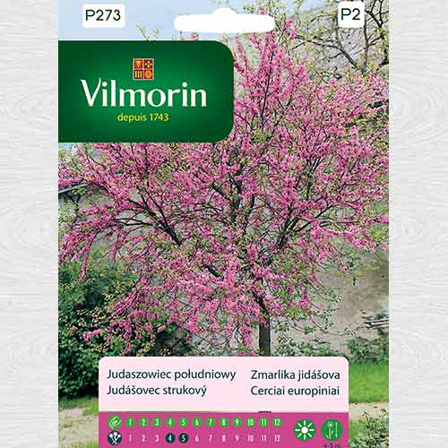 Judaszowiec południowy interface.image 1 interface.art 69767