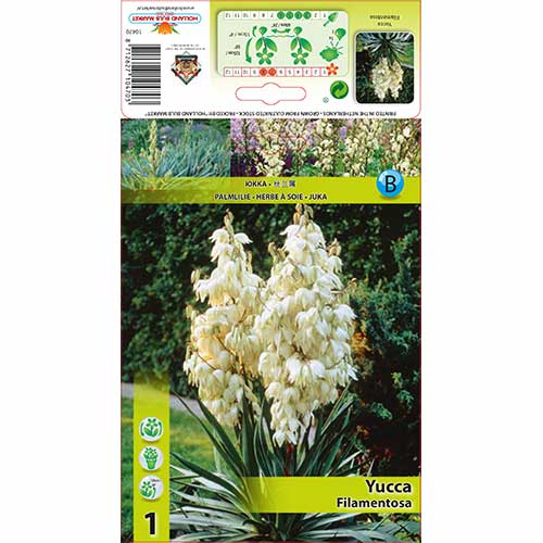 Jukka karolińska (Yucca Filamentosa) interface.image 1 interface.art 76366