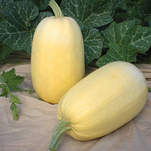 Kabaczek Long White Bush  interface.image 1 interface.art 66656