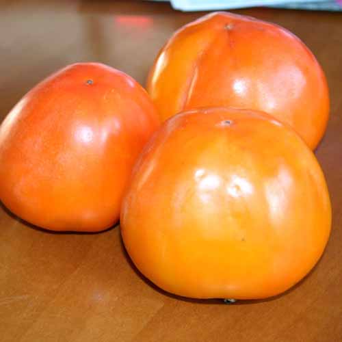 Kaki (Hurma wschodnia) Hana Fuyu interface.image 1 interface.art 4862