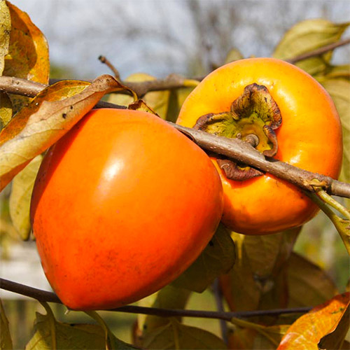 Kaki (Hurma wschodnia) Jiro, С2 interface.image 1 interface.art 7039