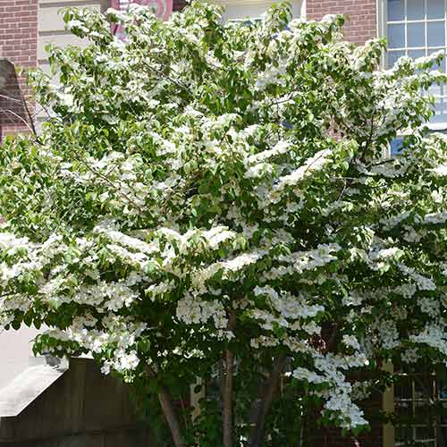 Kalina japońska Cascade interface.image 1 interface.art 9576