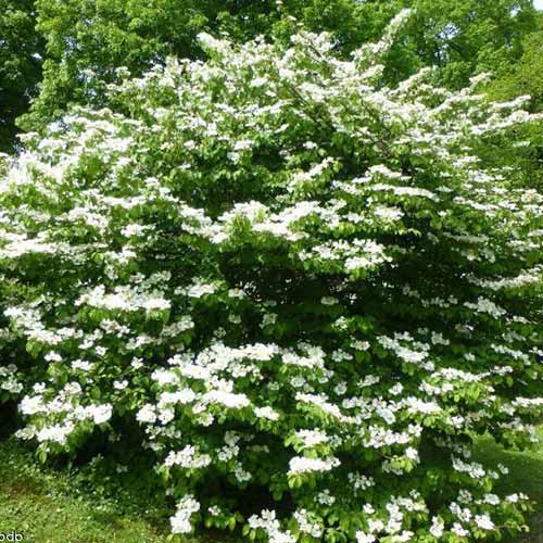 Kalina japońska Mariesii interface.image 1 interface.art 4487