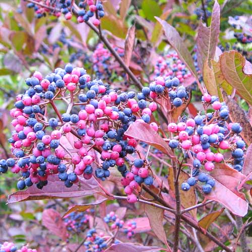 Kalina japońska Pink Beauty interface.image 1 interface.art 9577