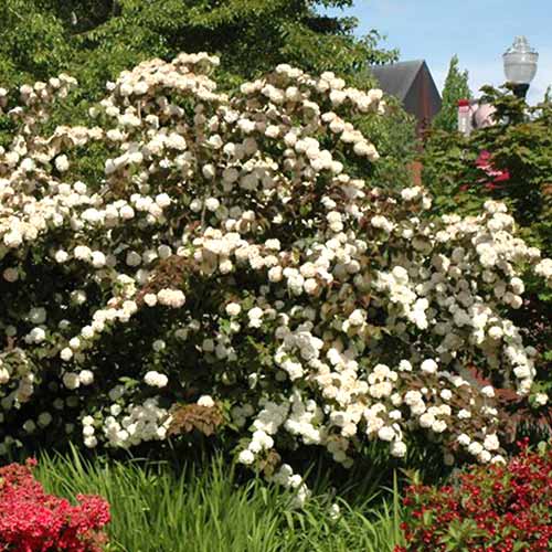 Kalina japońska Pinkawai interface.image 1 interface.art 4488