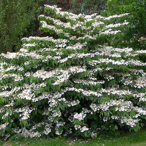 Kalina Shirogami interface.image 1 interface.art 4490