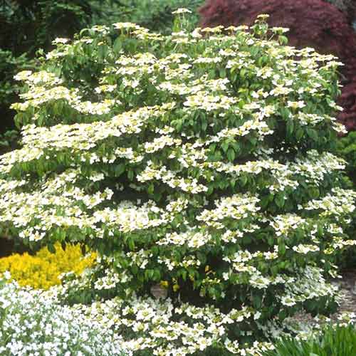 Kalina japońska Summer Snowflake interface.image 1 interface.art 4491