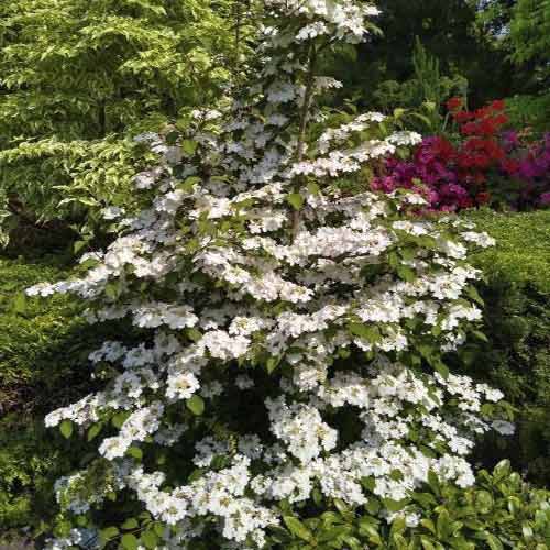 Kalina Kilimandjaro Sunrise PBR, С3 interface.image 1 interface.art 8586