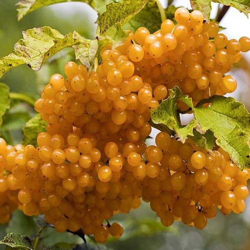 Kalina koralowa Xanthocarpum interface.image 1 interface.art 4486