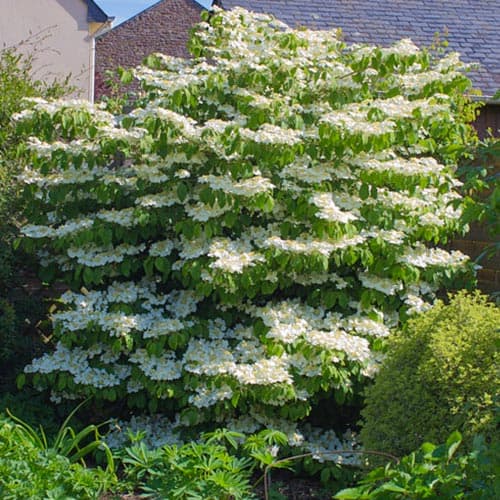 Kalina Lanarth interface.image 1 interface.art 5090