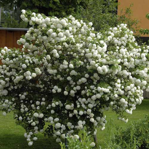 Kalina Roseum, С3 interface.art zdjęcie 1 Kalina Roseum, С3 interface.image 1 interface.art 8585