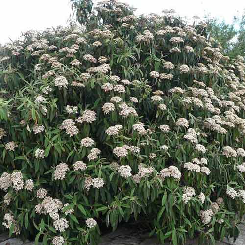 Kalina Willowwood interface.image 1 interface.art 4492