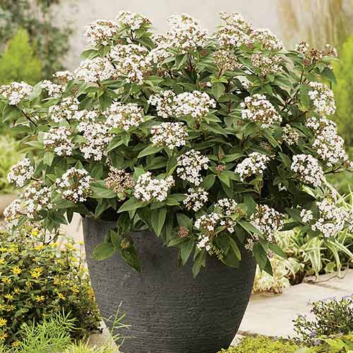 Kalina Eve Price interface.image 1 interface.art 3975