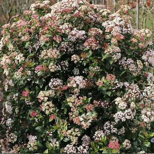 Kalina wawrzynowata Lisa Rose interface.image 1 interface.art 4493