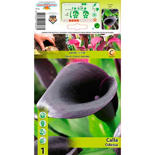 Calla (Cantedeskia) Odessa interface.image 1 interface.art 76597